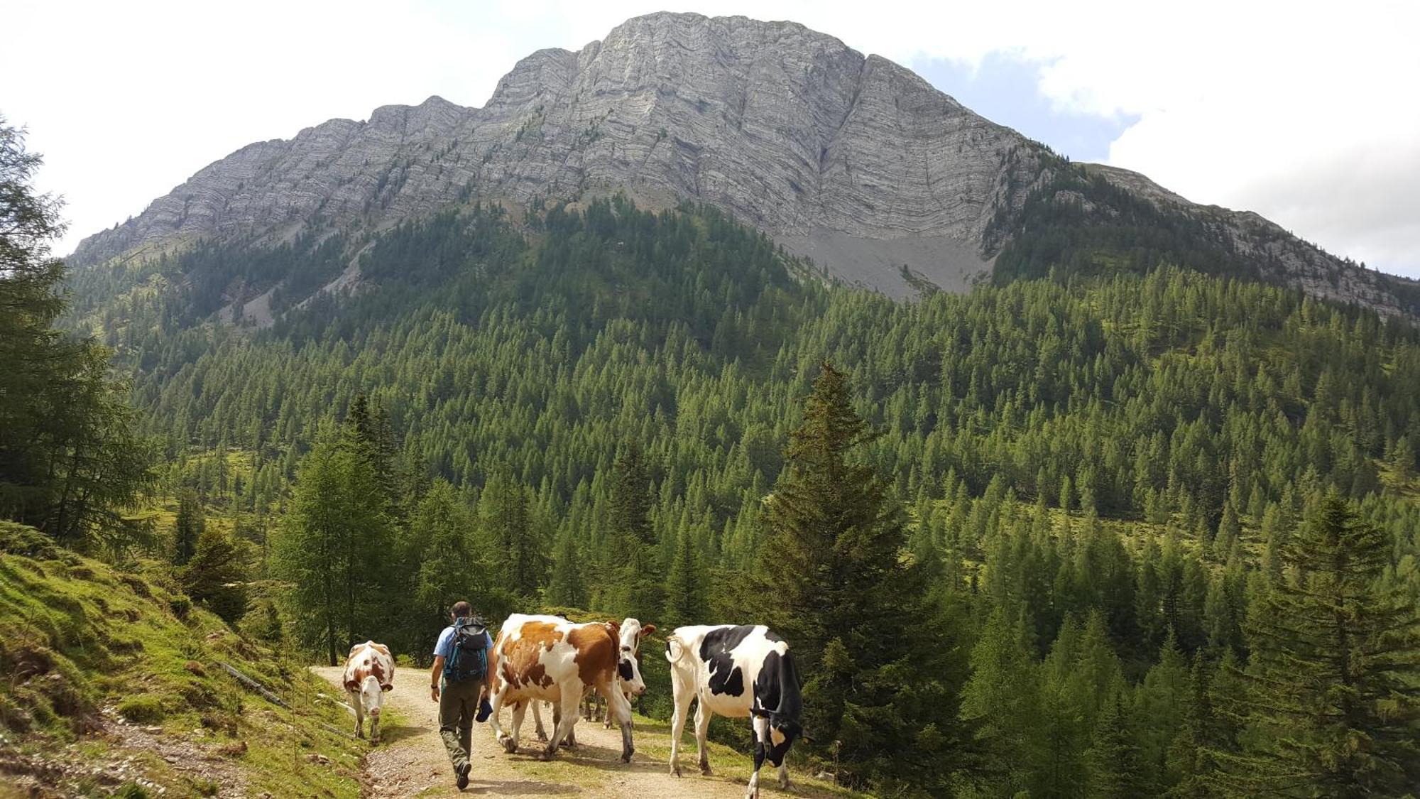 Gasthof Pension Perauer Lieserhofen ภายนอก รูปภาพ